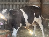 公牛, Holstein breed — 照片 1