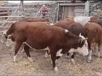 公牛, Latvian Blue cattle — 照片 4
