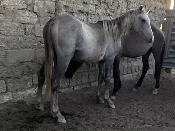 Faras dhaddig, Horses — Kasaakhistaan