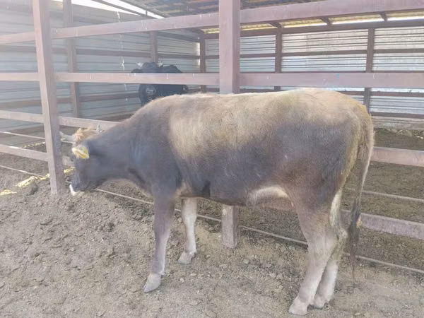 Bò đực, Gia súc