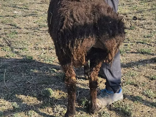 Ram, Sheep — Uzbekistan