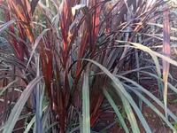Australian Red Napier (Purple Napier) Cuttings - 100 Pieces — foto 1