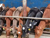 Cattle (batch, sex not specified), Hereford — photo 7
