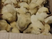 Chickens — foto 4