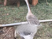 አፍሪካን — ፎቶ 3