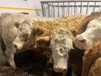 Үнээ, Simmental cattle — 5 зураг