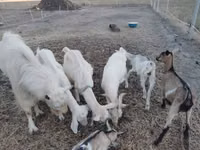 แพะตัวผู้, Saanen goat — รูปภาพ 2