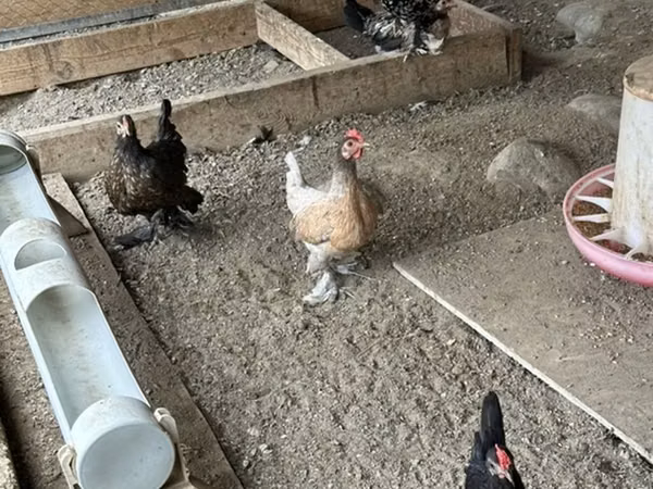 Chickens — Azerbaijan