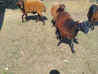 بھیڑیں (گروپ، جنس مذکور نہیں), بھیڑیں — تصویر 2