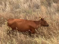 Гов, Latvian Blue cattle — акс 1