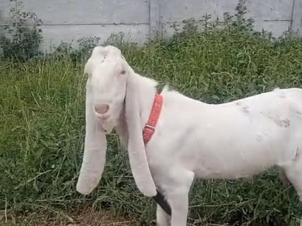 Billy Goat, Nubian Goat — Kyrgyzstan