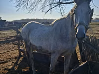 ม้าตัวเมีย, Kazakh horse — รูปภาพ 1