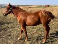Mare, Horses — photo 4