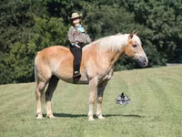 Horse (M), Haflinger — photo 1