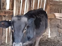 Dibi, Swiss cattle — sawirka 2
