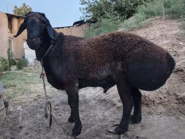Ram, Sheep — Uzbekistan