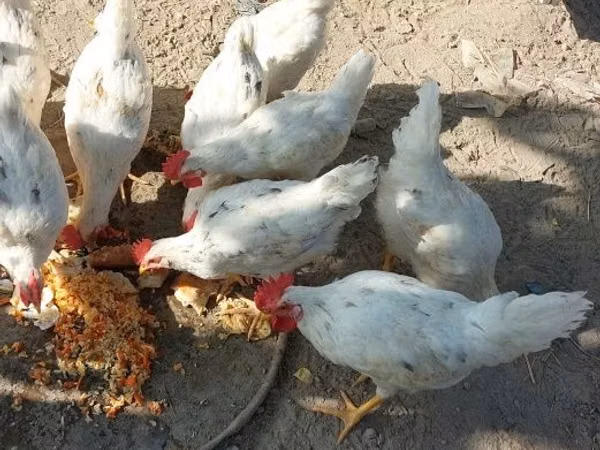 Chickens — Usbakistan