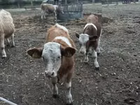 公牛, Simmental cattle — 照片 2