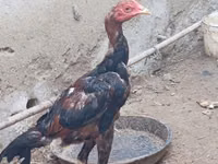 Chickens — foto 6