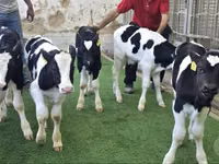 Cattle (batch, sex not specified), Russian Black pied cattle — photo 3