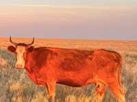 گاو ماده, Latvian Blue cattle — عکس 1
