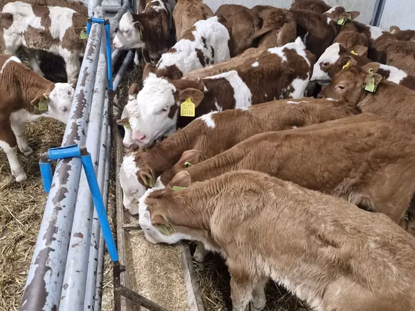 Cattle (batch, sex not specified), Simmental cattle — Poland