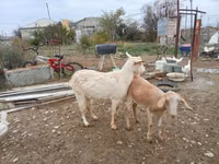 بز نر, بز — عکس 2