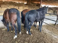 雄馬, Horse breed — 写真 3