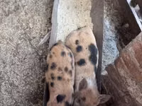 Babi (lot, jantina tidak dinyatakan), Pigs — foto 4