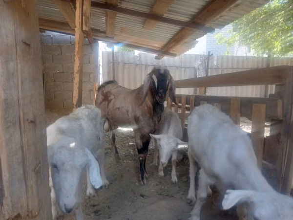 Billy Goat, Goats — Kazakhstan