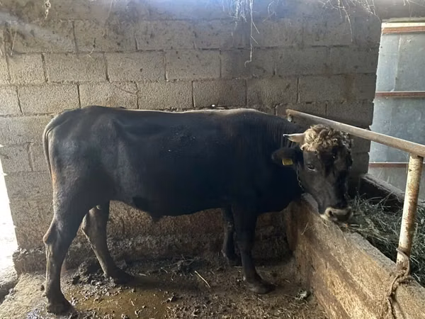 Bull, Aberdeen-Angus — Kyrgyzstan