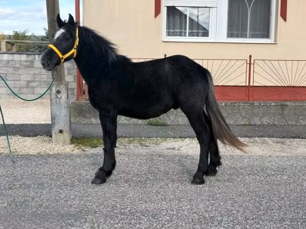 Hingst, Heste