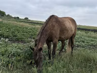 암말, Horse breed — 사진 6