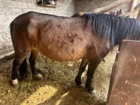 Kuda betina, Horse breed — foto 1