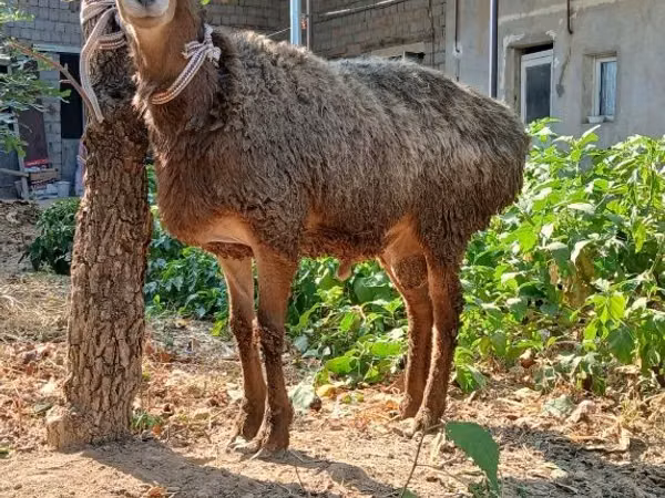 Ram, Sheep