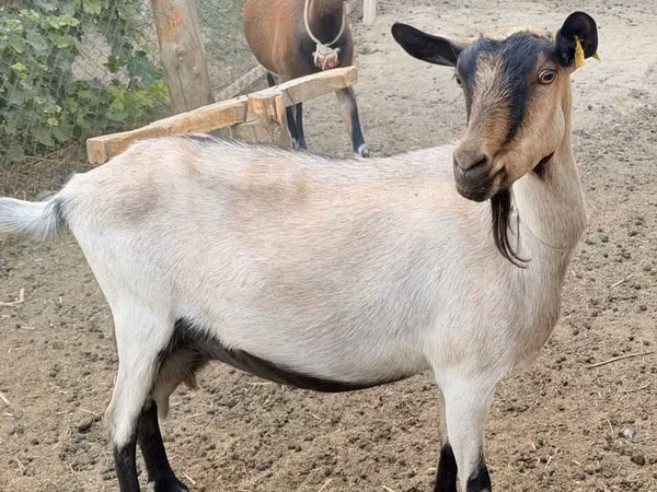 Goat, Alpine goat — Kazakhstan