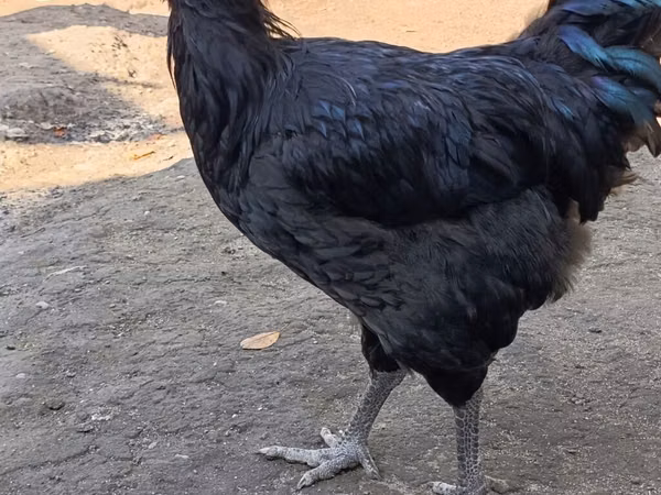 جرسی جائنٹ