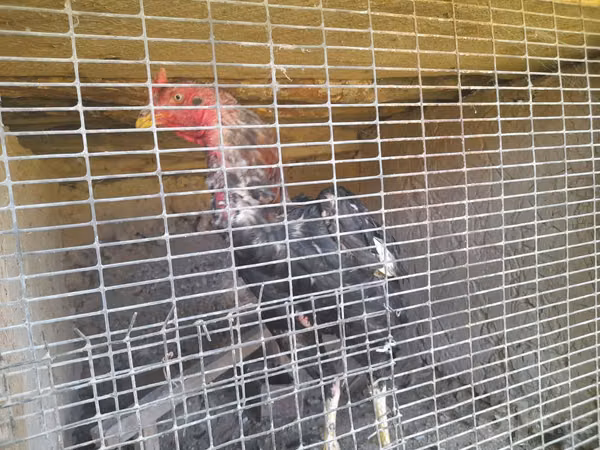 Chickens