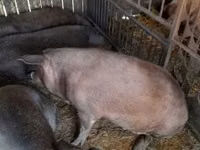 Cinghiale, Maiali — foto 1