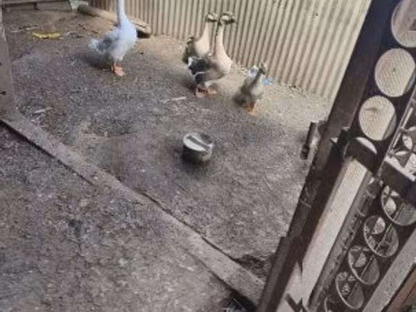 Geese — Ungern