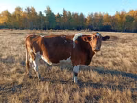 गाय, Simmental cattle — फ़ोटो 3