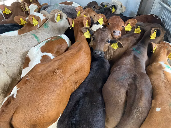 Lembu ternakan (lot, jantina tidak dinyatakan), Cattle