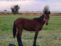 Horse (M), Horses — photo 2