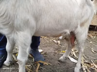 Echki, Nubian Goat — 2-rasm
