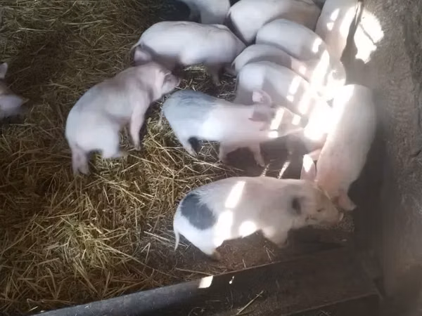 Sow, Pigs — Armenia