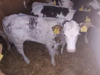 Bull, Cattle — photo 2