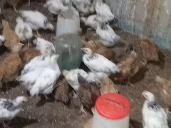Chickens — Азербайджан