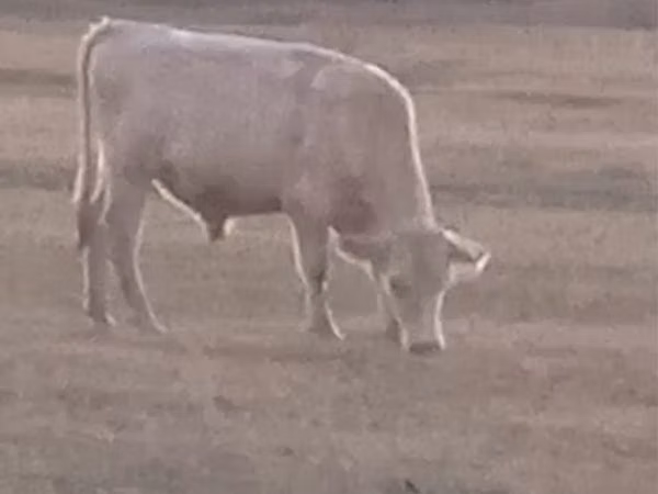 Bull, Cattle — Kazakhstan