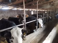 Boğa, Aberdin Angus — foto 6