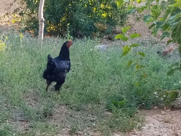 Chickens — Uzbekistan